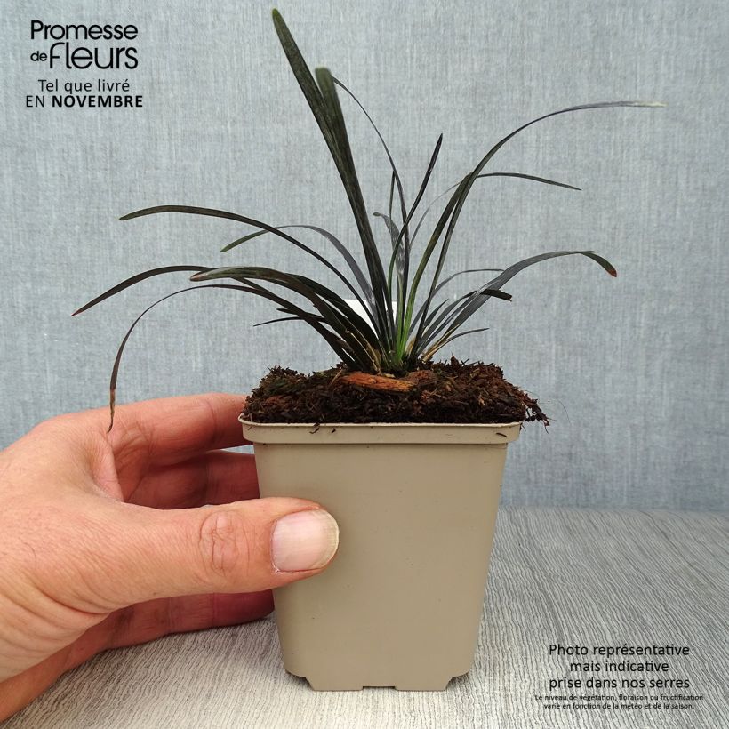 Black Ophiopogon - Ophiopogon planiscapus Nigrescens 8/9 cm pot sample as delivered in autumn