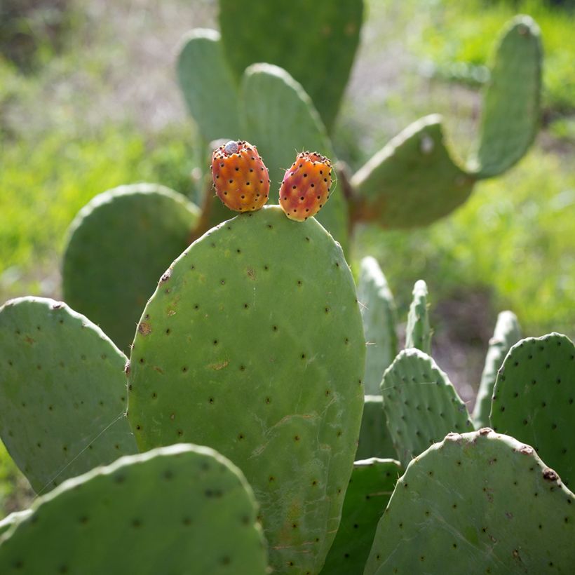 Opuntia aciculata - Prickly pear cactus (Harvest)