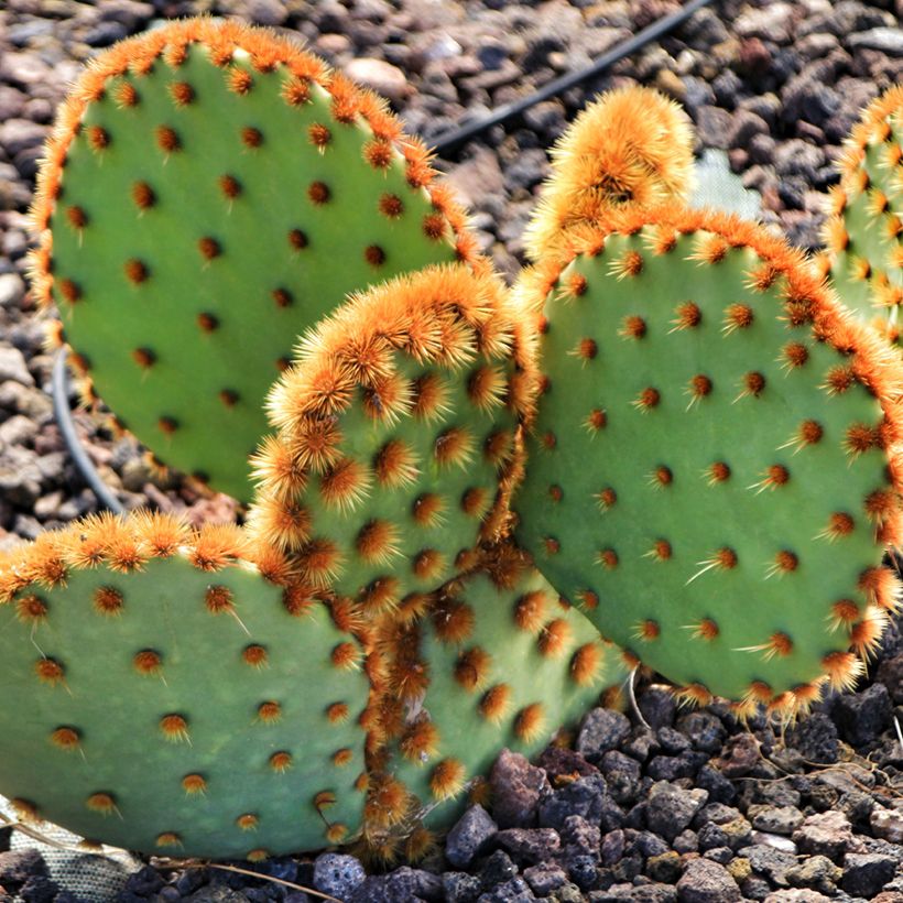 Opuntia aciculata - Prickly pear cactus (Plant habit)