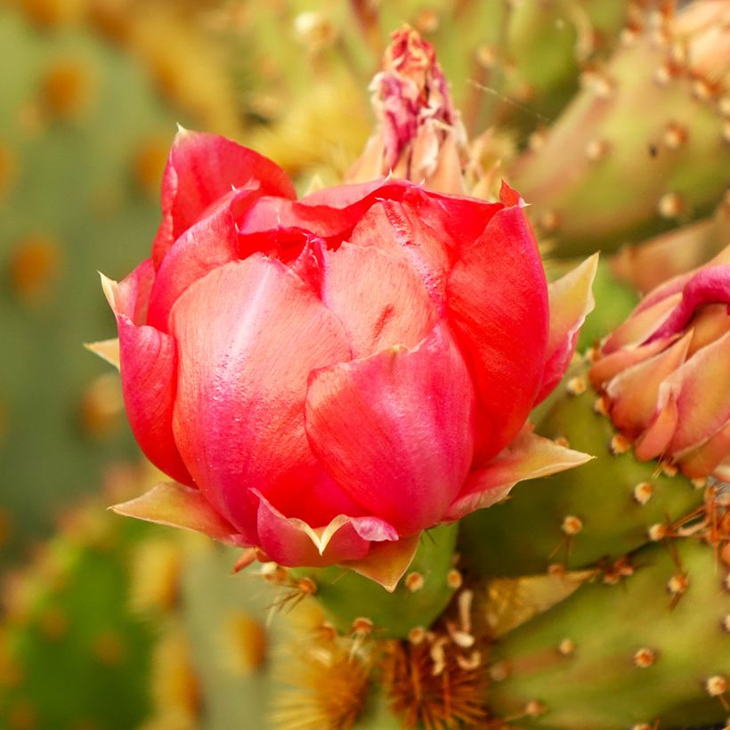 Opuntia aciculata - Prickly pear cactus (Flowering)