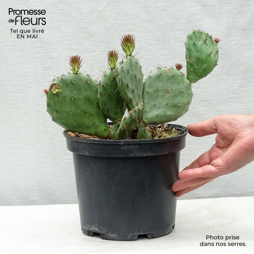 Opuntia atrispina - Prickly Pear 4L/5L pot sample as delivered in spring
