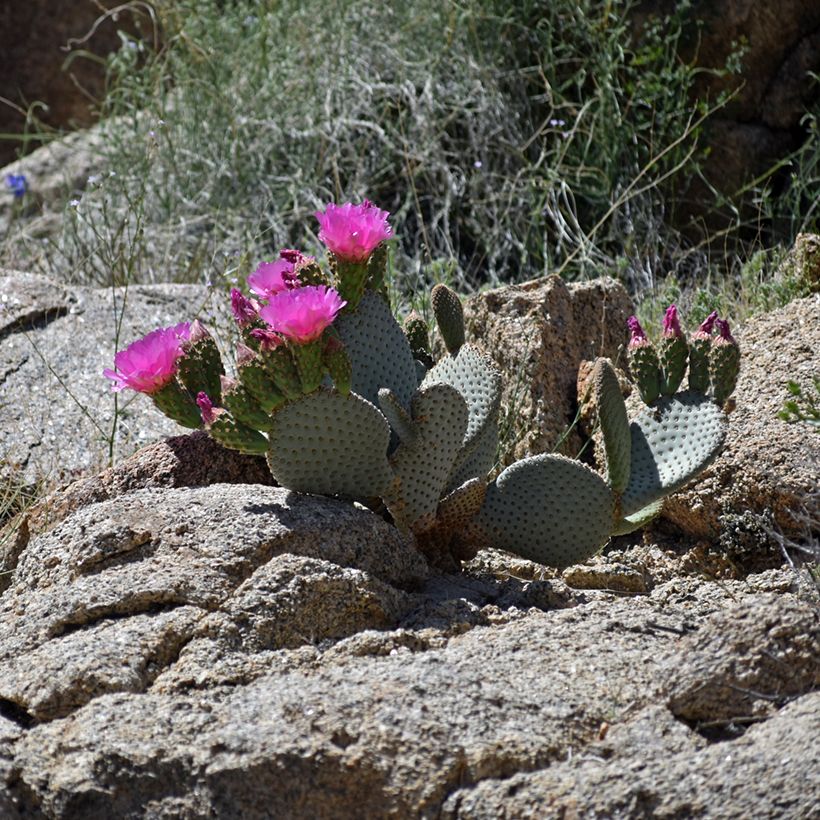 Opuntia basilaris - Beaver tail cactus (Plant habit)