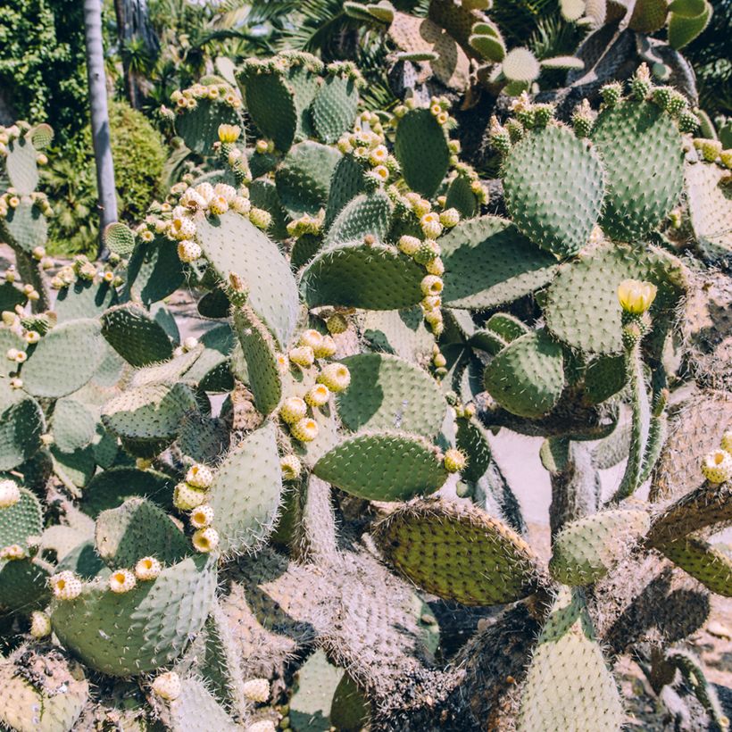 Opuntia bergeriana - Prickly Pear (Plant habit)