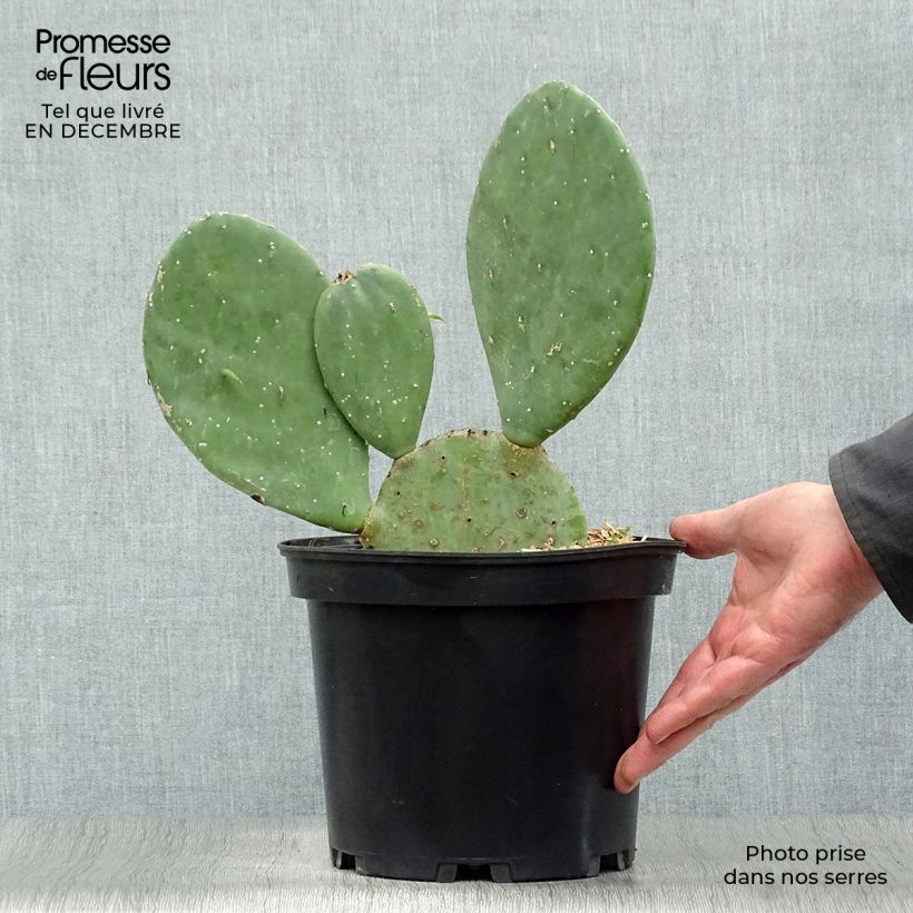 Opuntia cacanapa Ellisiana - Prickly Pear 4L/5L pot sample as delivered in winter