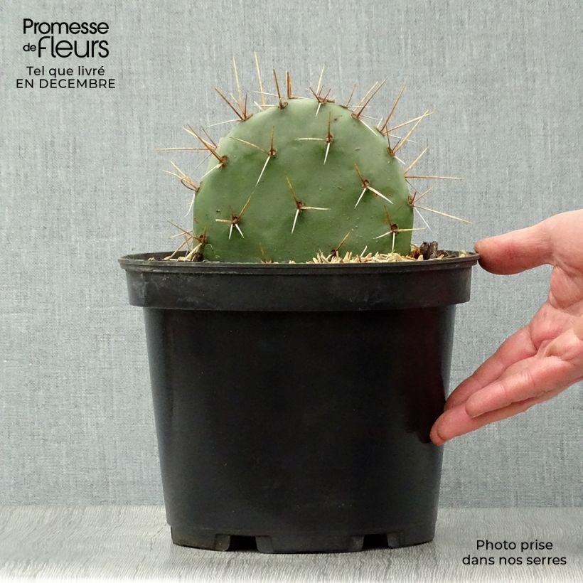 Opuntia discata - Prickly Pear 4L/5L pot sample as delivered in winter