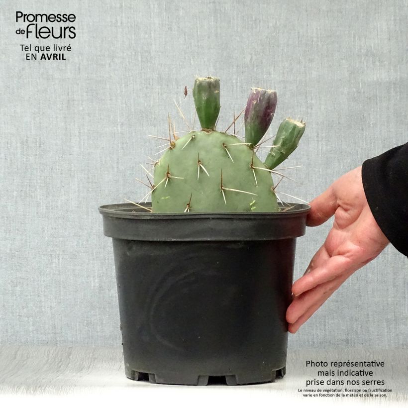 Opuntia discata - Prickly Pear 4L/5L pot sample as delivered in spring
