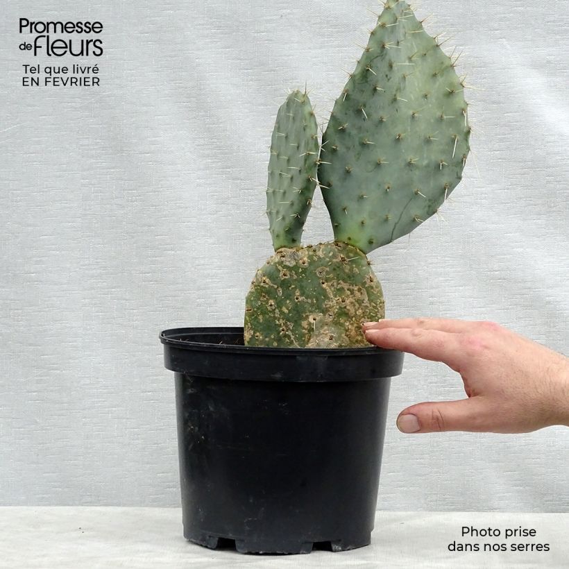 Opuntia dulcis - Prickly Pear 4L/5L pot sample as delivered in winter