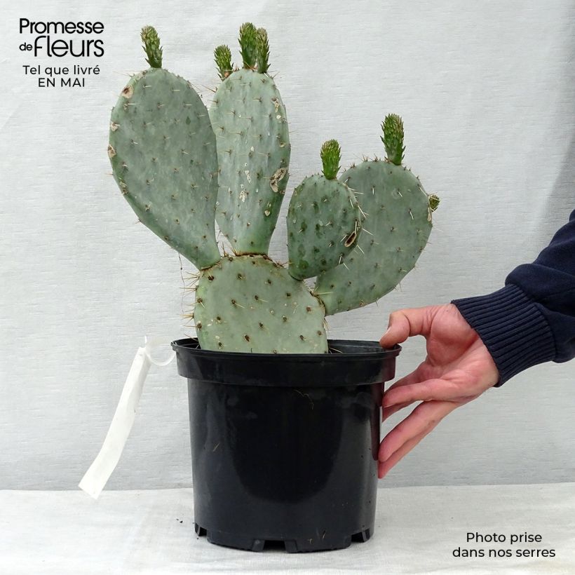 Opuntia dulcis - Prickly Pear 4L/5L pot sample as delivered in spring