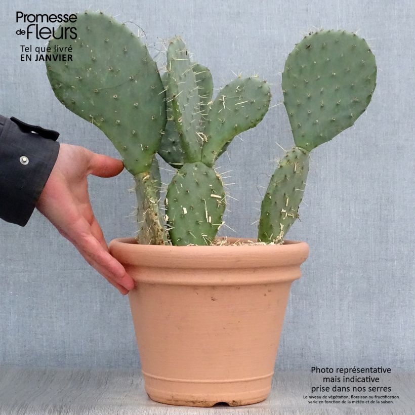 Opuntia engelmannii var. indheimeri - Prickly Pear 4L/5L pot sample as delivered in winter