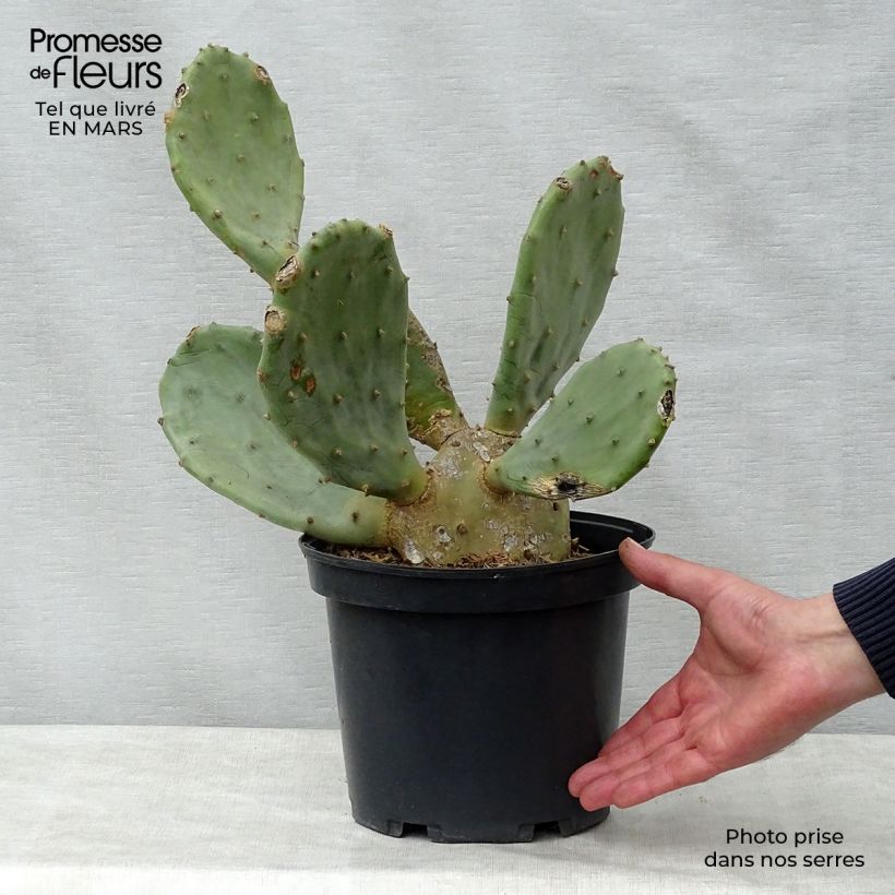 Opuntia engelmannii var. rastrera - Prickly Pear 4L/5L pot sample as delivered in spring