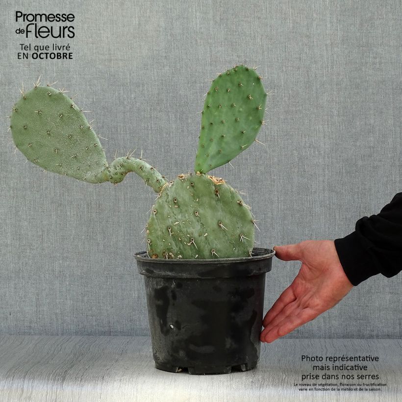 Opuntia gregoriana - Prickly Pear 4L/5L pot sample as delivered in autumn