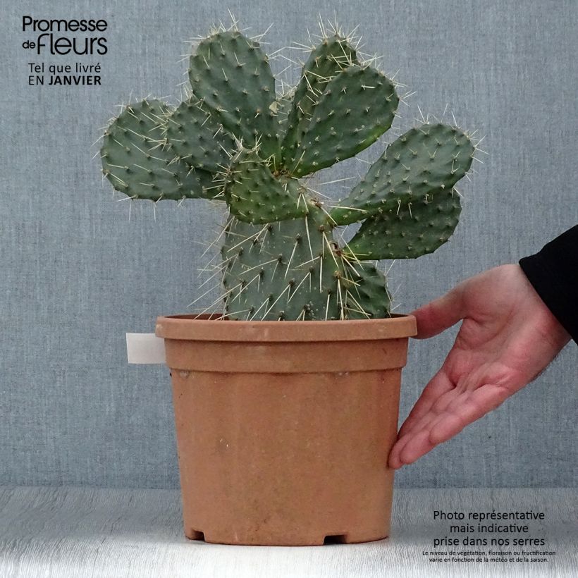 Opuntia howeyi - Prickly Pear 4L/5L pot sample as delivered in winter