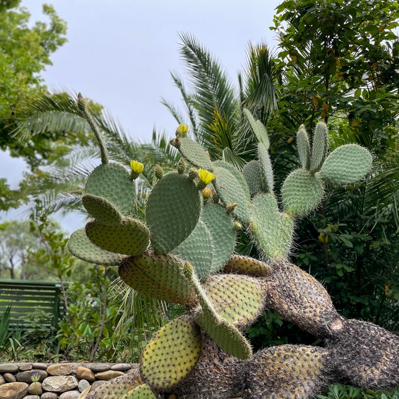 Opuntia leucotricha - Prickly pear cactus (Plant habit)