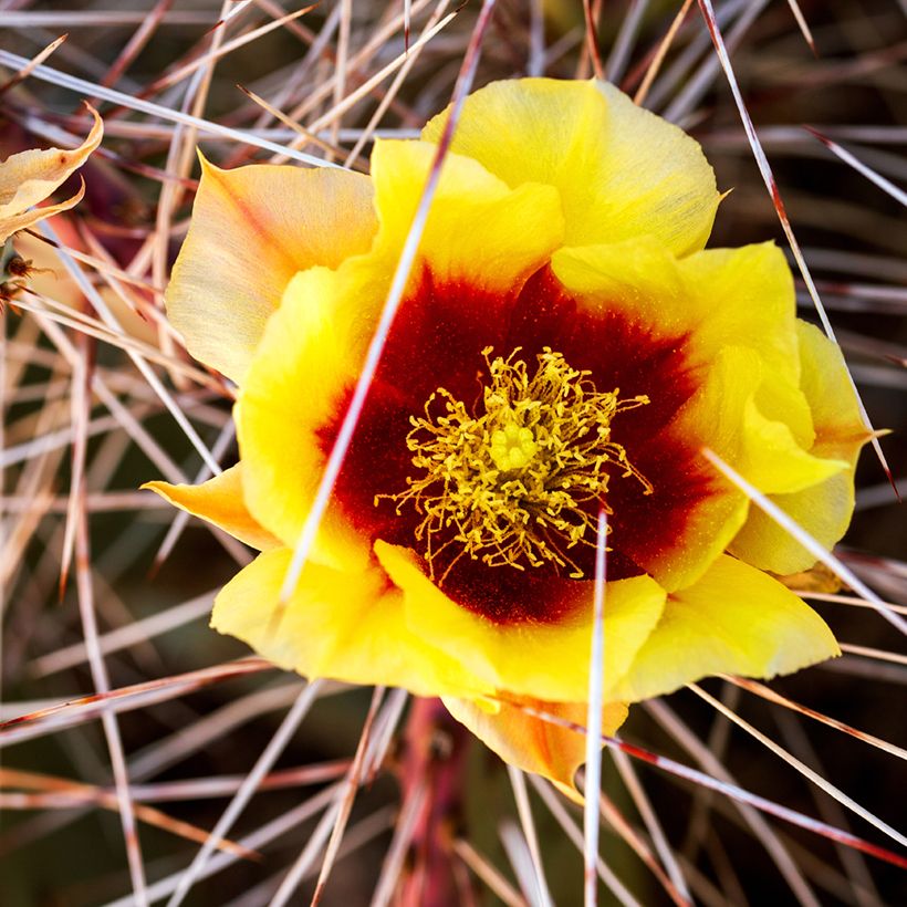 Opuntia macrocentra - Purple prickly pear (Flowering)
