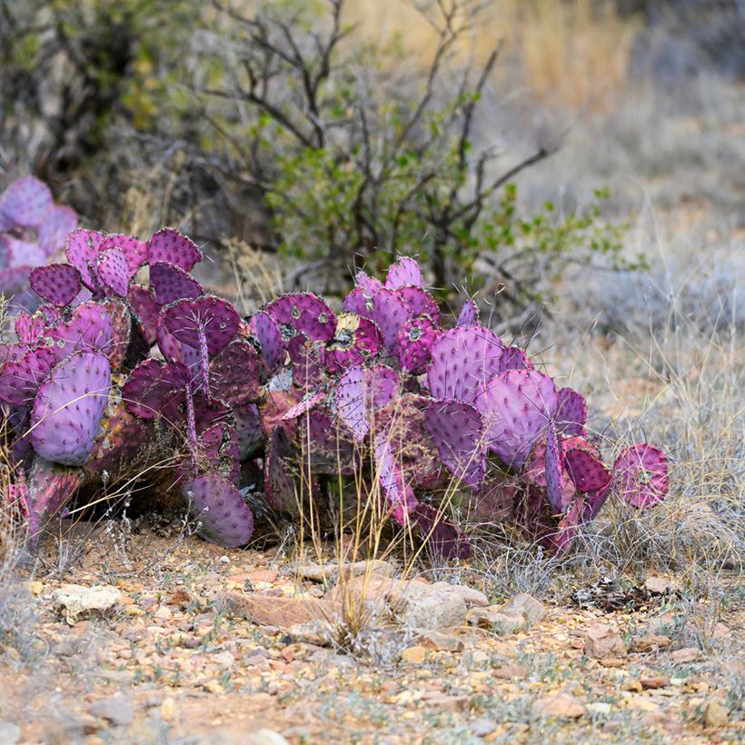 Opuntia macrocentra - Purple prickly pear (Plant habit)