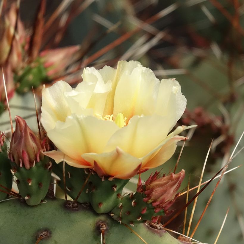 Opuntia macrocentra - Purple prickly pear (Flowering)