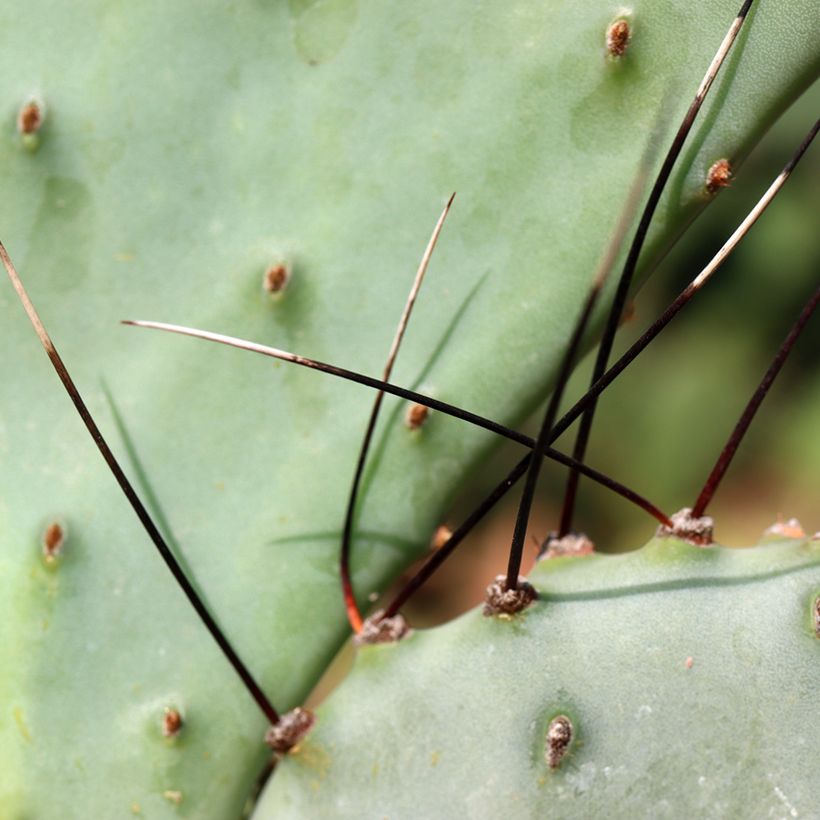 Opuntia macrocentra - Black-spined prickly pear (Foliage)