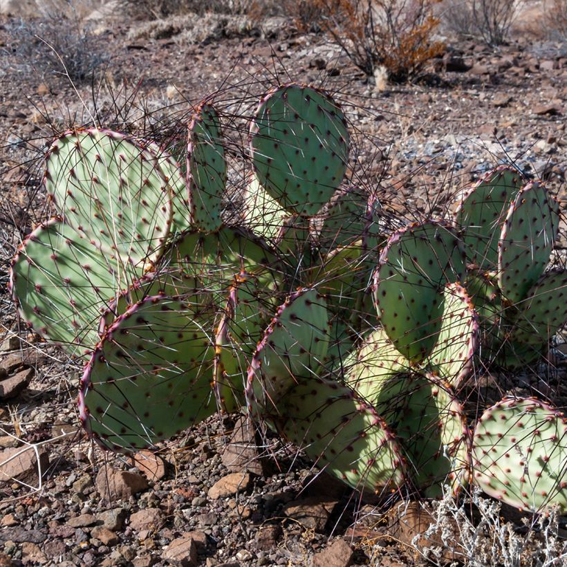Opuntia macrocentra - Black-spined prickly pear (Plant habit)