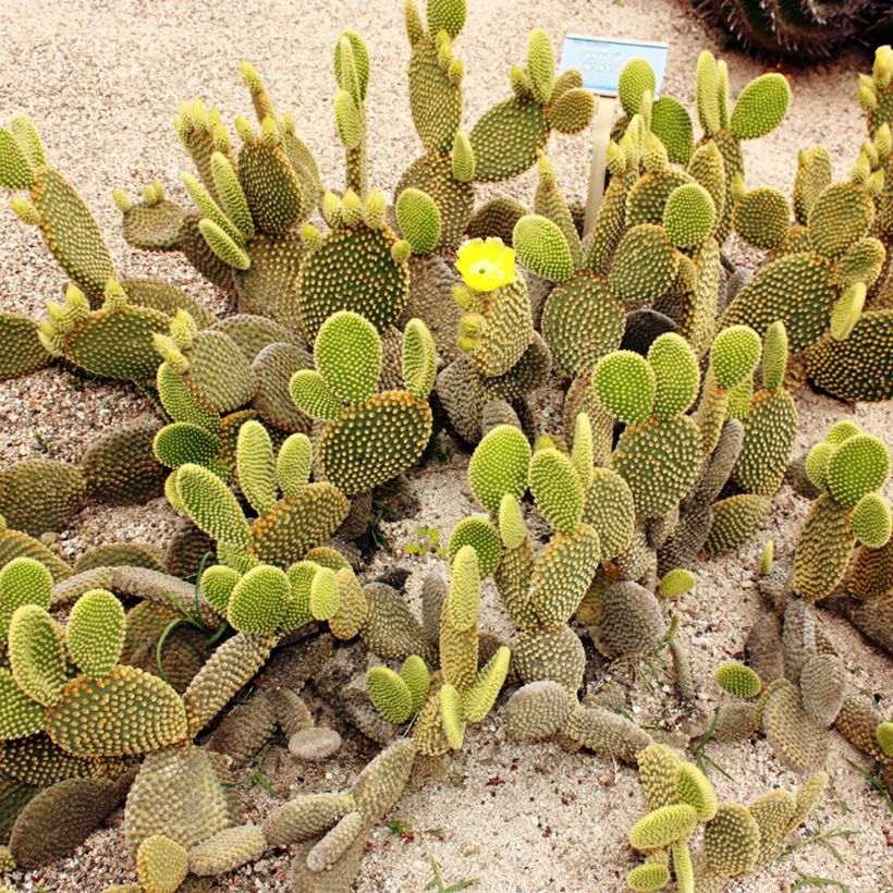 Opuntia microdasys var. pallida - Bunny ears cactus (Plant habit)