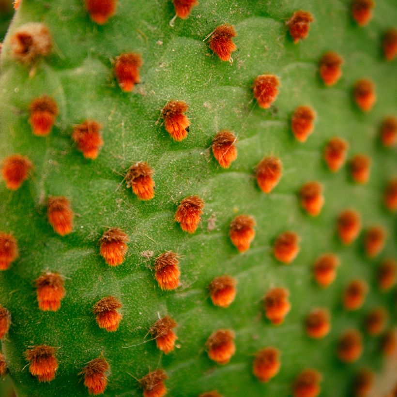 Opuntia microdasys var. rufida - Bunny ears cactus (Foliage)