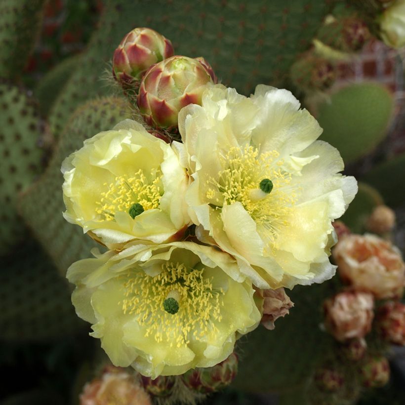 Opuntia microdasys var. rufida - Bunny ears cactus (Flowering)