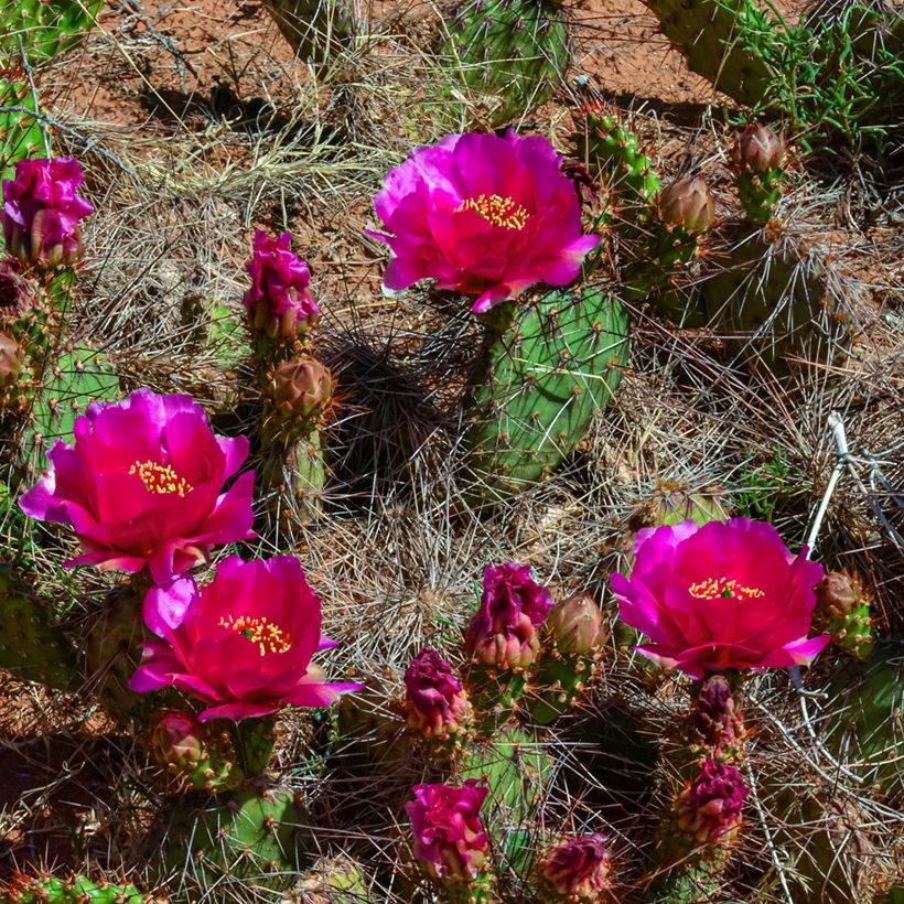 Opuntia polyacantha - Many-spined prickly pear (Flowering)
