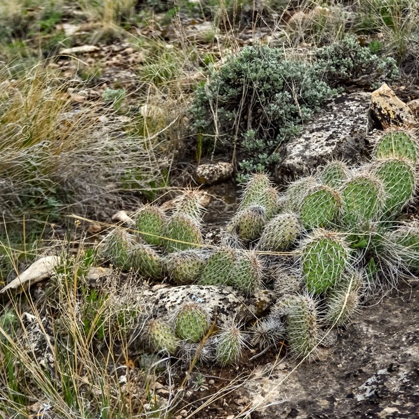 Opuntia polyacantha - Many-spined prickly pear (Plant habit)