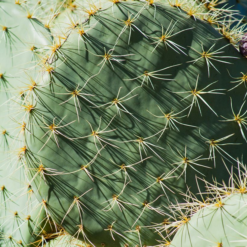 Opuntia robusta - Wheel cactus (Foliage)