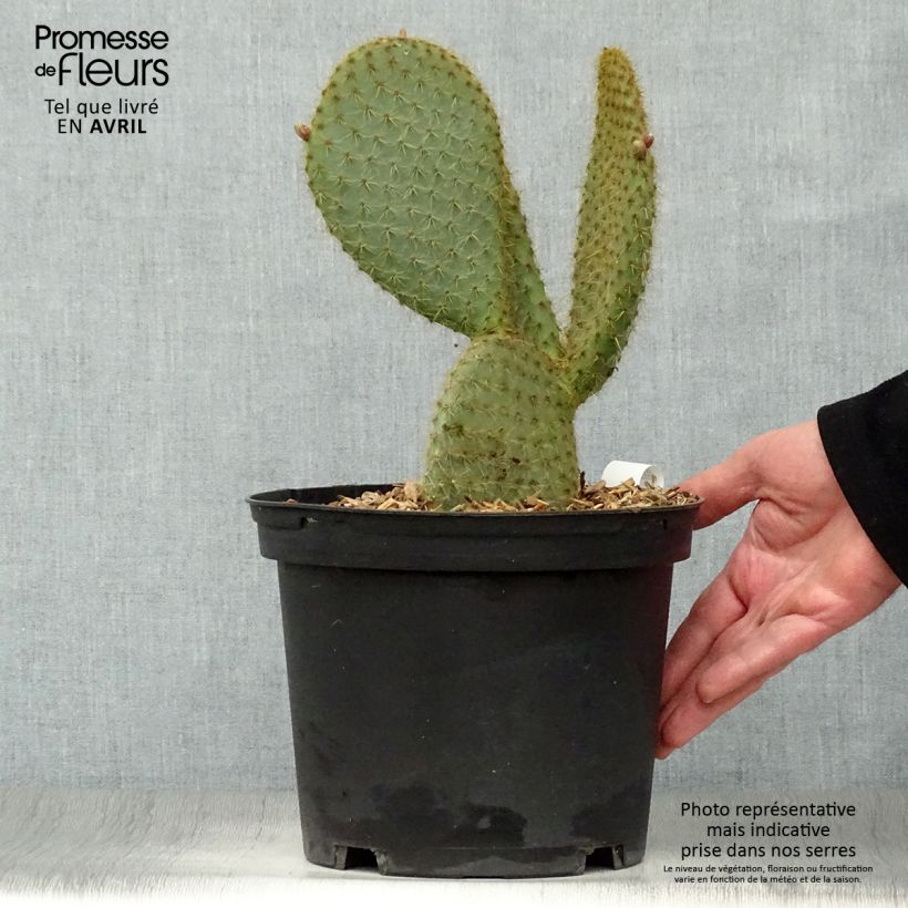 Opuntia scheeri - Prickly Pear 4L/5L pot sample as delivered in spring