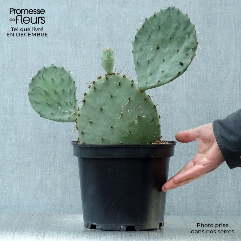 Opuntia semispinosa - Prickly Pear 4L/5L pot sample as delivered in winter