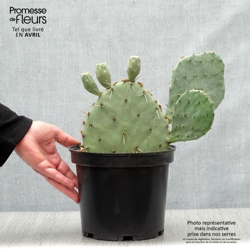 Opuntia semispinosa - Prickly Pear 4L/5L pot sample as delivered in spring