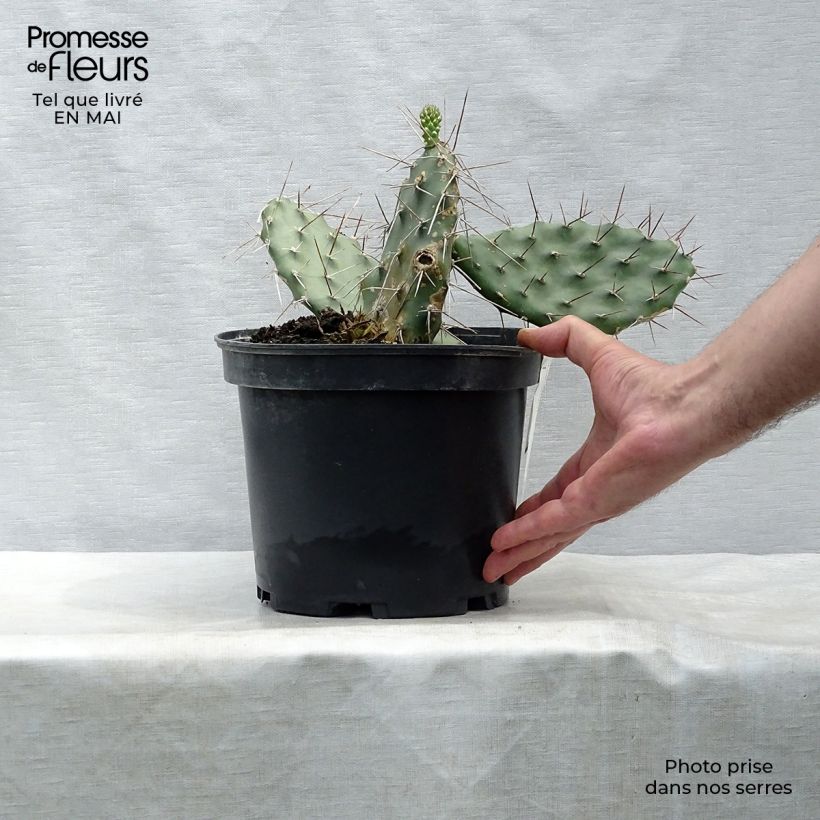 Opuntia sulfurea - Prickly Pear 3L/4L pot sample as delivered in spring