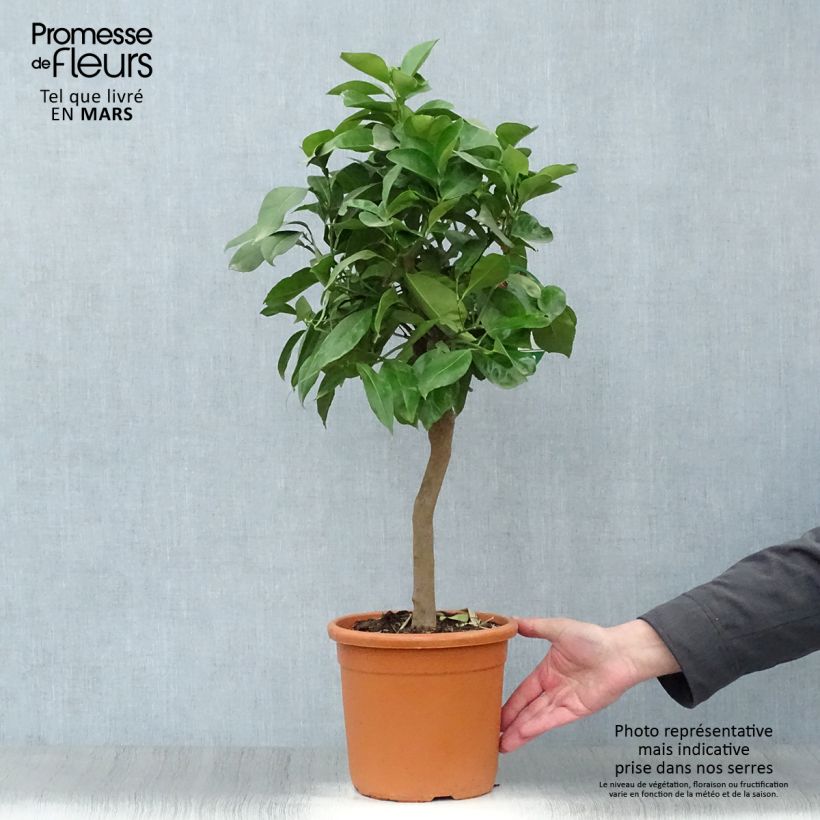 Citrus Corrugata - Bitter Orange 4L/5L pot, Quarter standard sample as delivered in spring