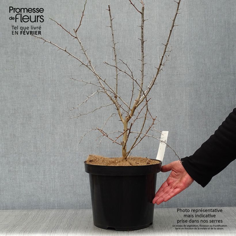 Maclura pomifera 7.5L/10L pot sample as delivered in winter