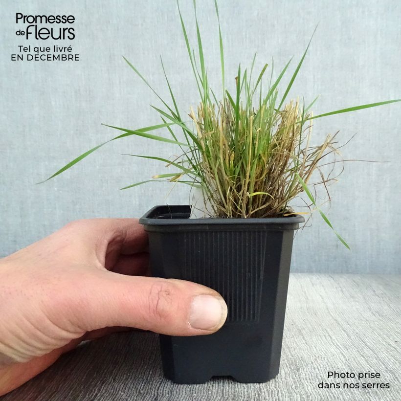 Hordeum jubatum  8/9 cm pot sample as delivered in winter