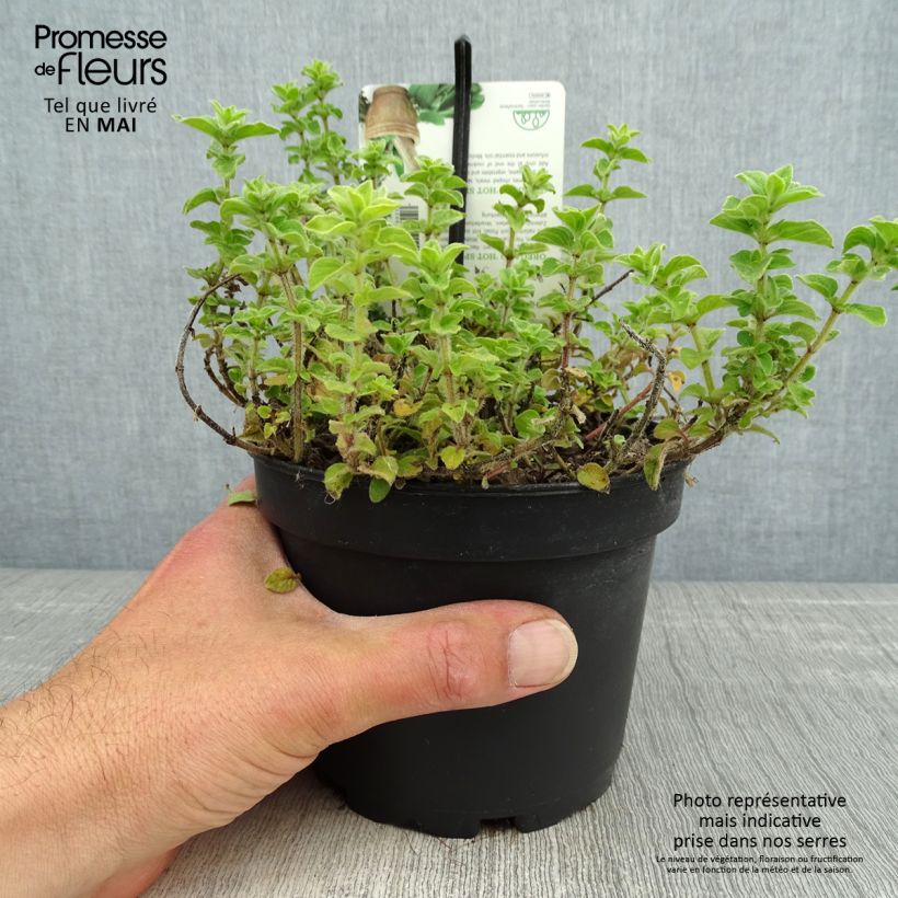 Origanum vulgare Hot and Spicy - Oregano 1.5L/2L pot sample as delivered in spring