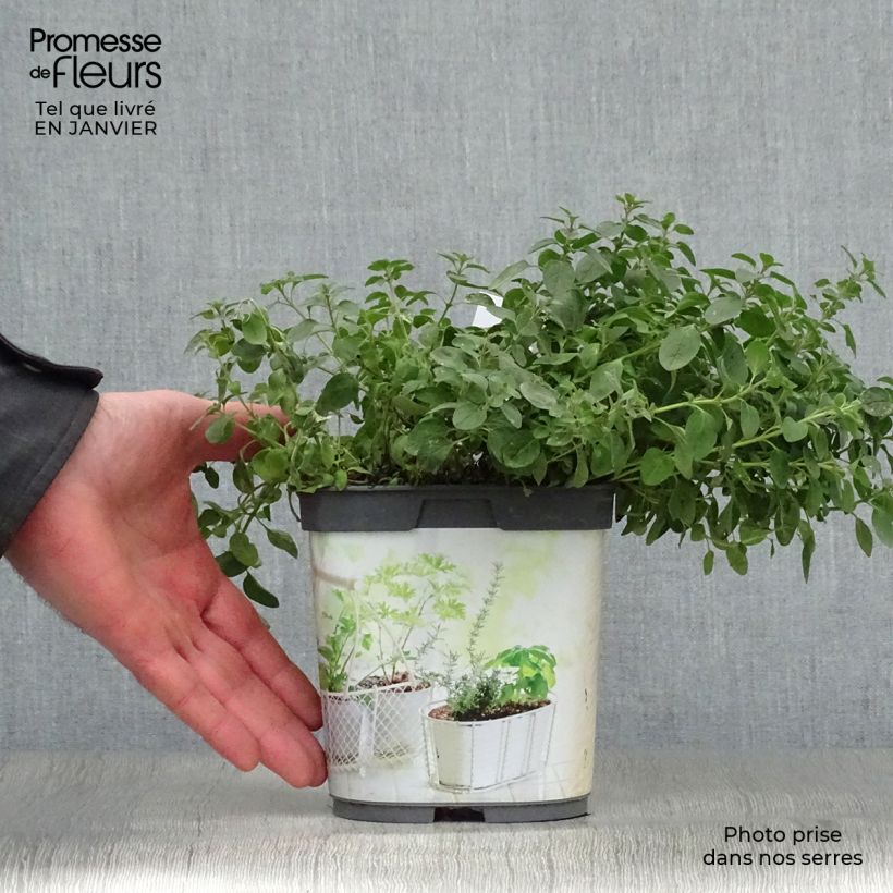 Origanum vulgare - Oregano 1L/1.5L pot sample as delivered in winter