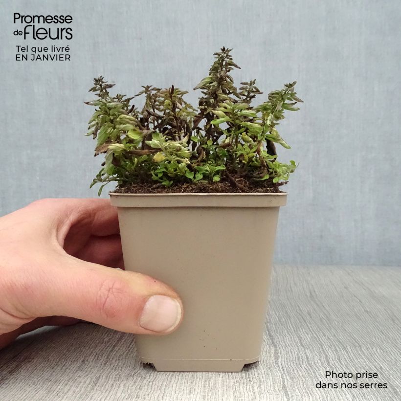 Origanum vulgare Compactum - Oregano 8/9 cm pot sample as delivered in winter