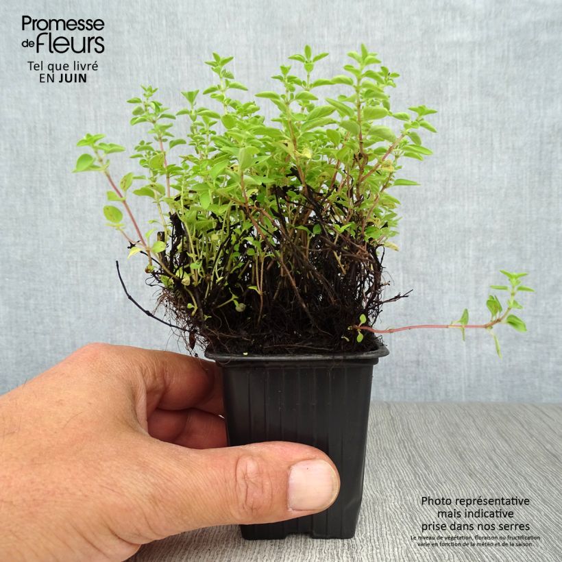 Origanum vulgare - Oregano 8/9 cm pot sample as delivered in summer