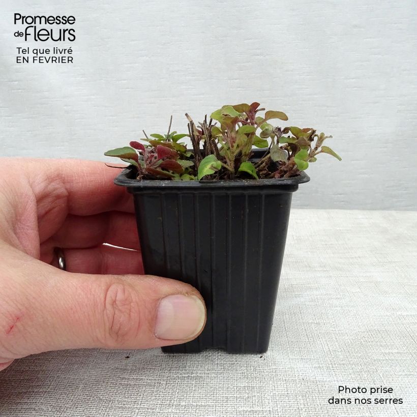 Origanum vulgare - Oregano 8/9 cm pot sample as delivered in winter