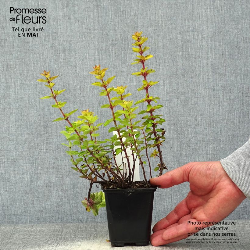 Origanum Norton Gold - Oregano 8/9 cm pot sample as delivered in spring