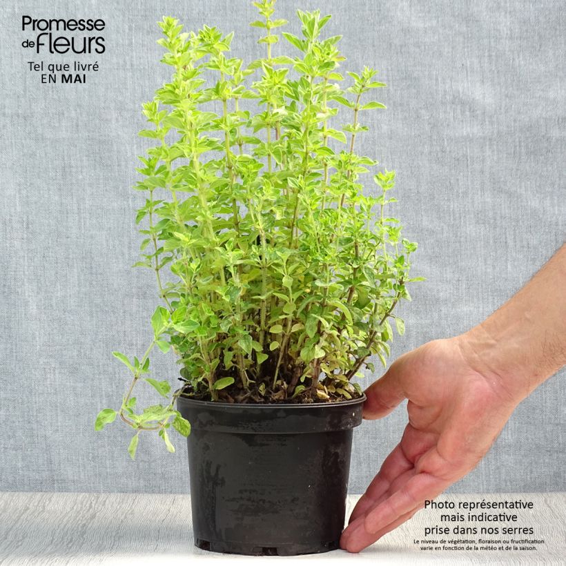 Origanum heracleoticum - Greek Oregano 1.5L/2L pot sample as delivered in spring