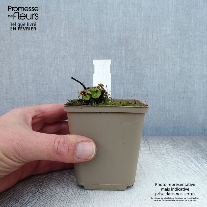 Origanum Rosenkuppel - Oregano 8/9 cm pot sample as delivered in winter