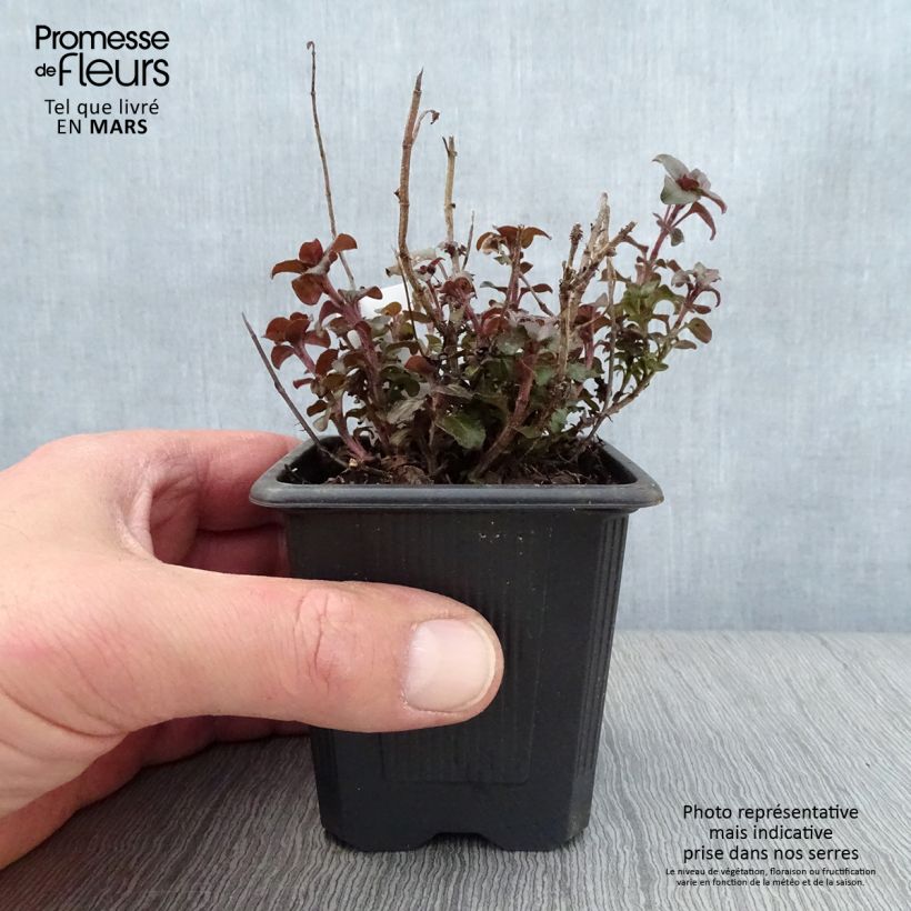 Origanum laevigatum Herrenhausen - Oregano 8/9 cm pot sample as delivered in spring