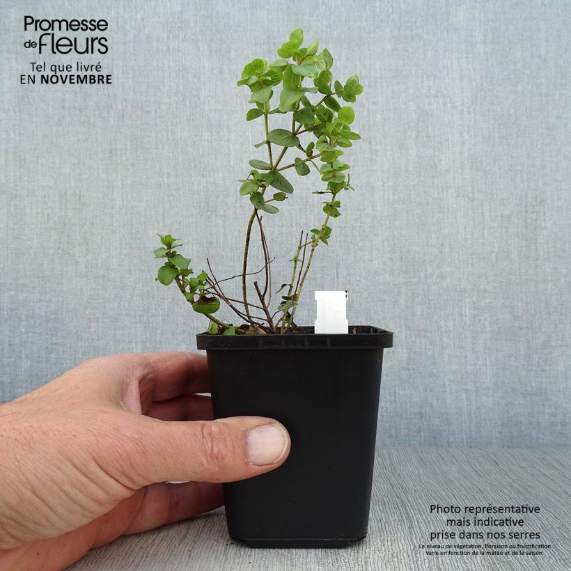 Origanum rotundifolium Kent Beauty - Oregano 8/9 cm pot sample as delivered in autumn