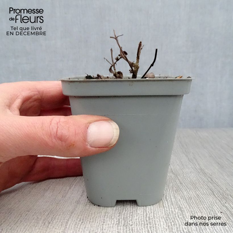 Origanum rotundifolium Kent Beauty - Oregano 8/9 cm pot sample as delivered in winter