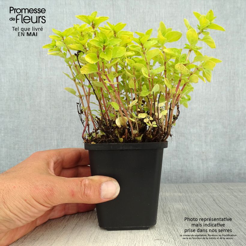 Origanum vulgare Thumbles Variety - Oregano 8/9 cm pot sample as delivered in spring