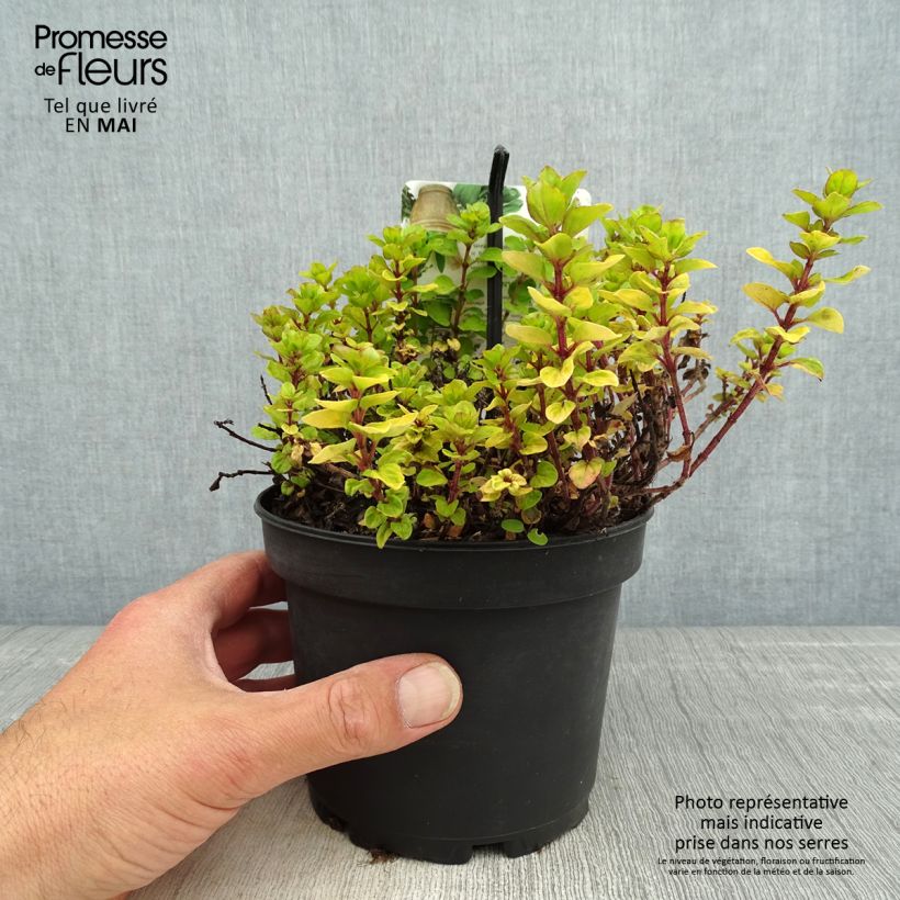 Origanum vulgare Thumbles Variety - Oregano 1.5L/2L pot sample as delivered in spring