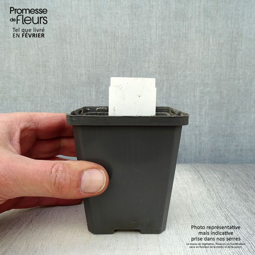 Orontium aquaticum 8/9 cm pot sample as delivered in winter