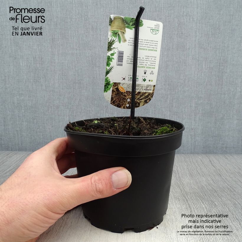 Rumex flexuosus Copper Sword 1.5L/2L pot sample as delivered in winter
